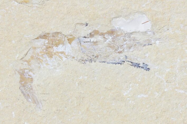 Cretaceous Fossil Shrimp - Lebanon #123881